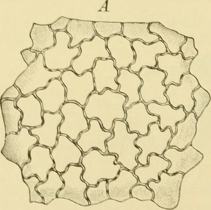 An illustration from The microscopy of vegetable foods, with special reference to the detection of adulteration and the diagnosis of mixtures, 1916, leaf 485