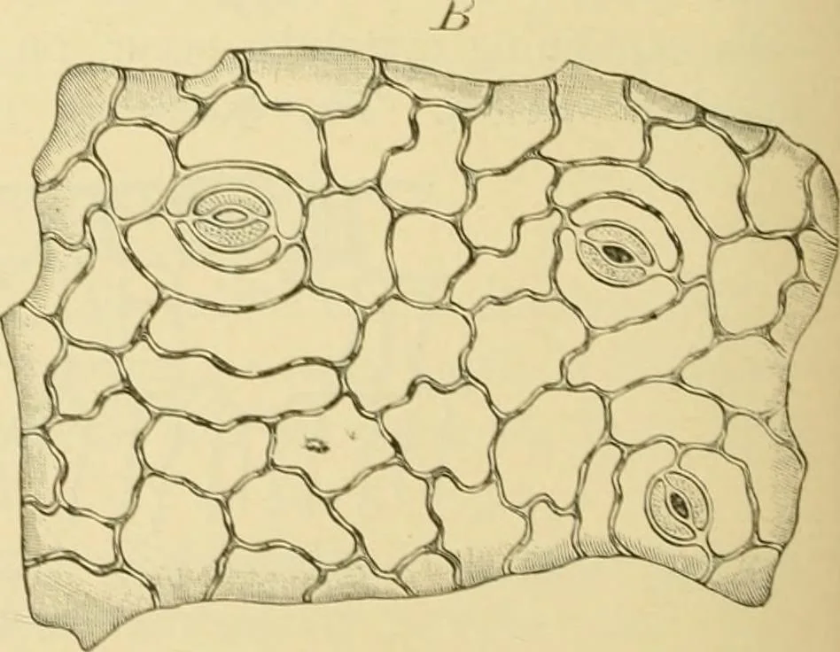 An illustration from The microscopy of vegetable foods, with special reference to the detection of adulteration and the diagnosis of mixtures, 1916, leaf 485