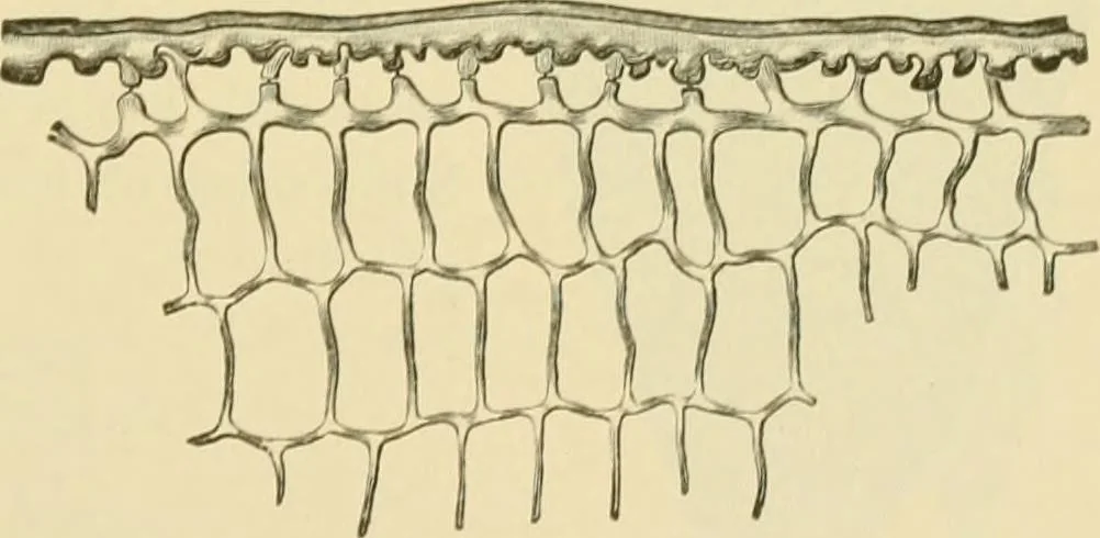 An illustration from The microscopy of vegetable foods, with special reference to the detection of adulteration and the diagnosis of mixtures, 1916, leaf 486