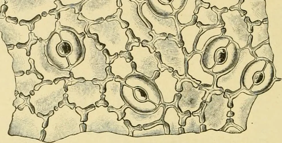 An illustration from The microscopy of vegetable foods, with special reference to the detection of adulteration and the diagnosis of mixtures, 1916, leaf 487