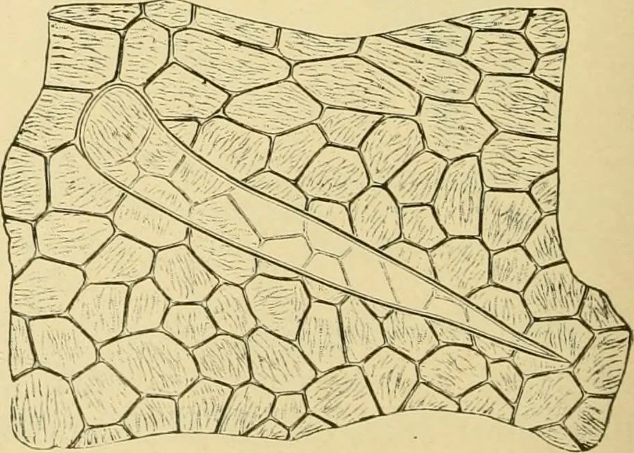 An illustration from The microscopy of vegetable foods, with special reference to the detection of adulteration and the diagnosis of mixtures, 1916, leaf 487