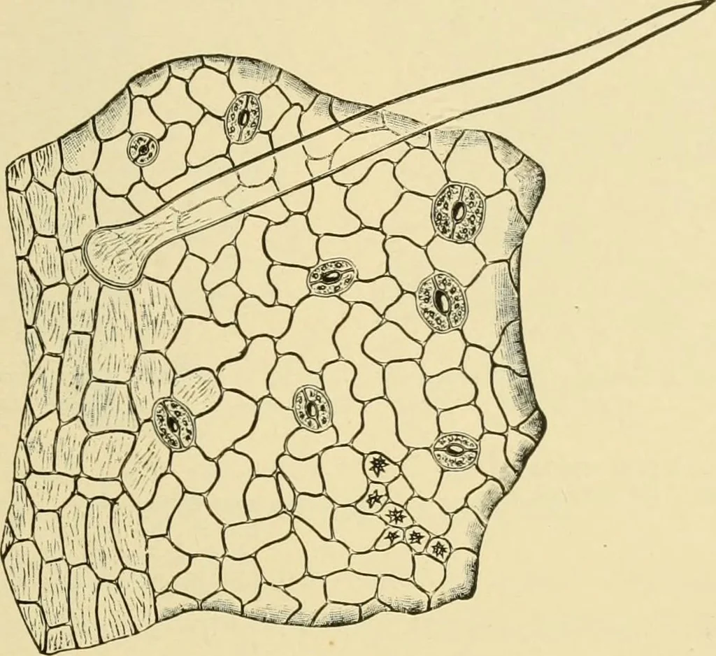 An illustration from The microscopy of vegetable foods, with special reference to the detection of adulteration and the diagnosis of mixtures, 1916, leaf 488