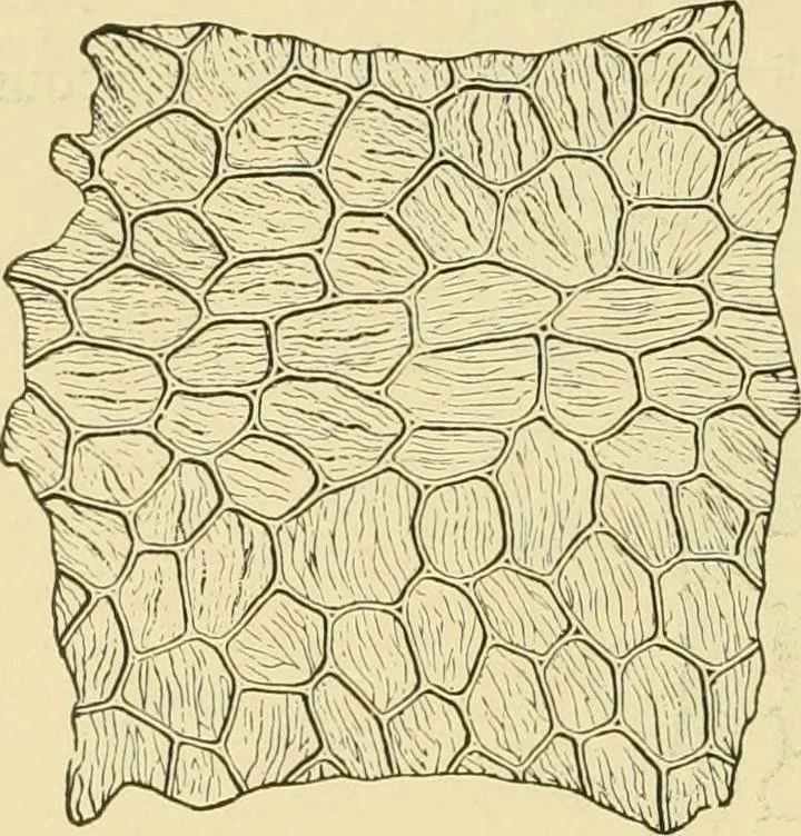An illustration from The microscopy of vegetable foods, with special reference to the detection of adulteration and the diagnosis of mixtures, 1916, leaf 489