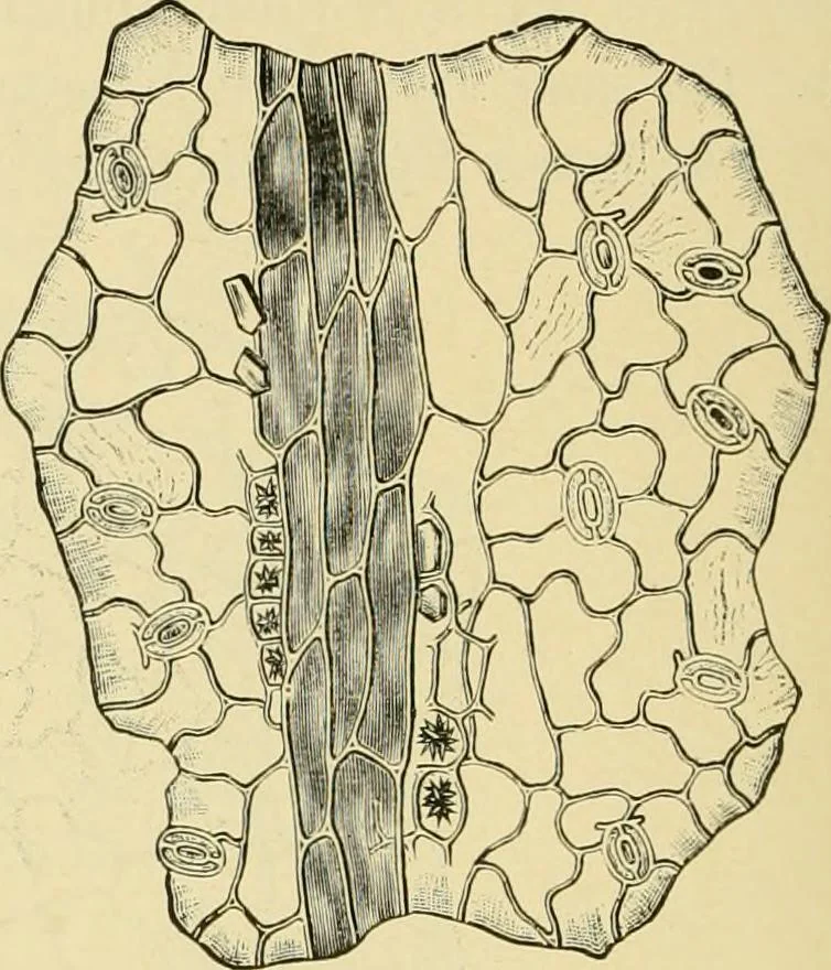 An illustration from The microscopy of vegetable foods, with special reference to the detection of adulteration and the diagnosis of mixtures, 1916, leaf 489