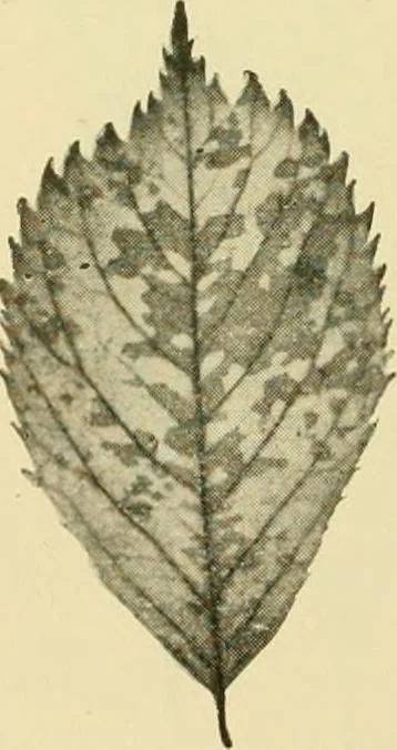 An illustration from The microscopy of vegetable foods, with special reference to the detection of adulteration and the diagnosis of mixtures, 1916, leaf 489