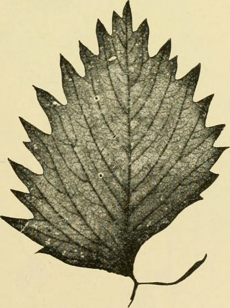 An illustration from The microscopy of vegetable foods, with special reference to the detection of adulteration and the diagnosis of mixtures, 1916, leaf 490