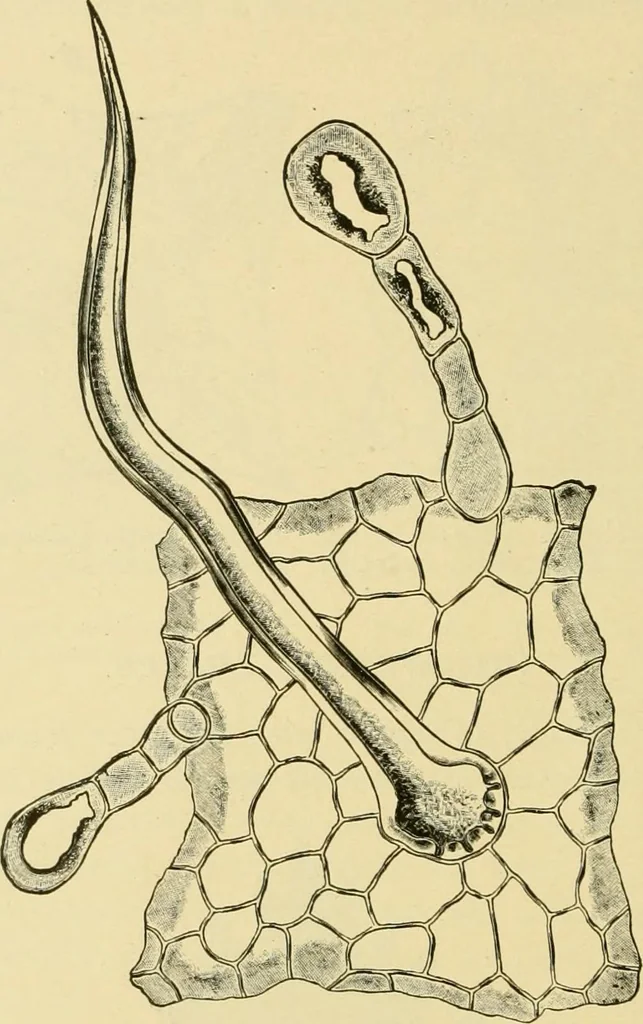 An illustration from The microscopy of vegetable foods, with special reference to the detection of adulteration and the diagnosis of mixtures, 1916, leaf 491