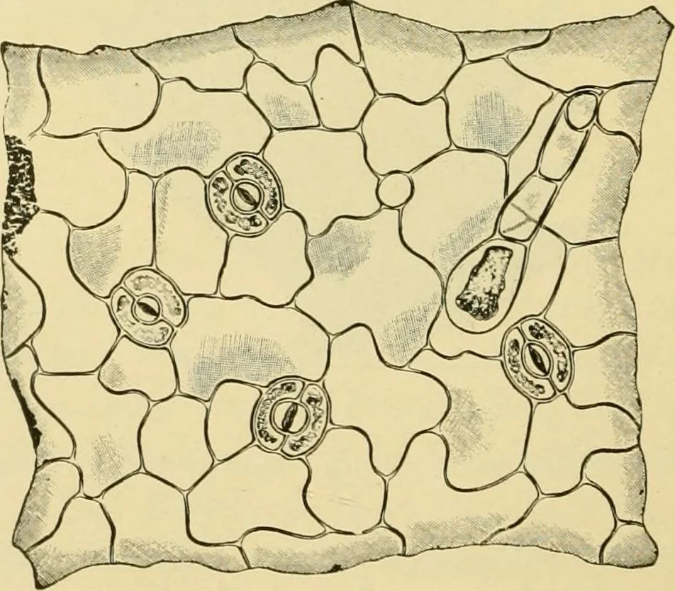 An illustration from The microscopy of vegetable foods, with special reference to the detection of adulteration and the diagnosis of mixtures, 1916, leaf 491