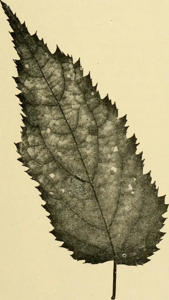 An illustration from The microscopy of vegetable foods, with special reference to the detection of adulteration and the diagnosis of mixtures, 1916, leaf 492