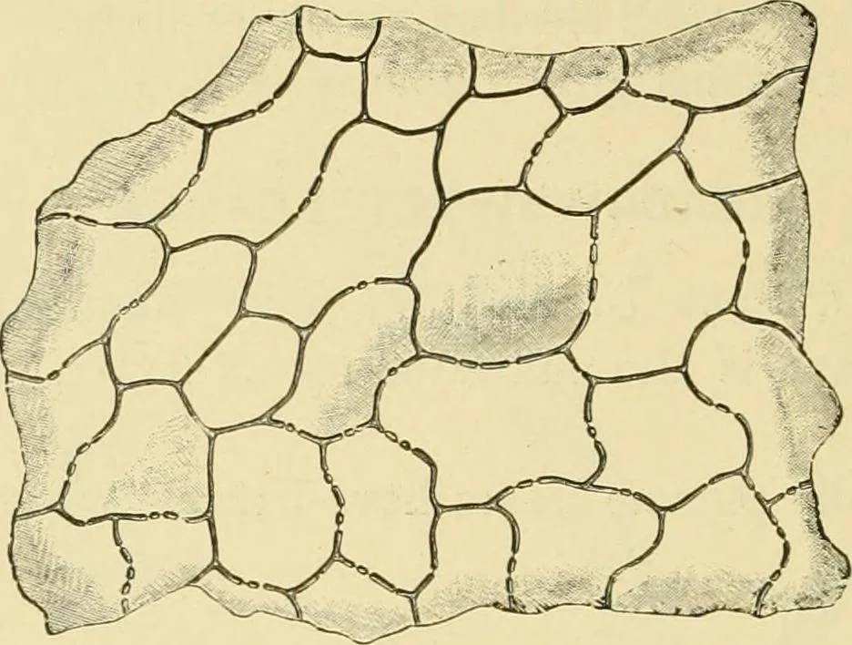 An illustration from The microscopy of vegetable foods, with special reference to the detection of adulteration and the diagnosis of mixtures, 1916, leaf 493