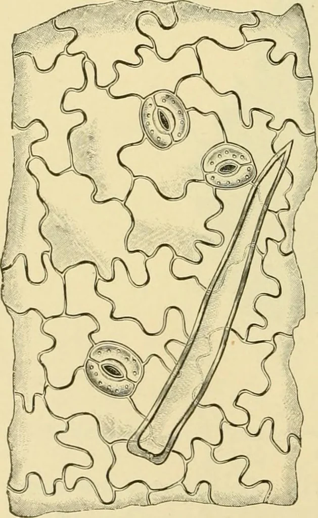 An illustration from The microscopy of vegetable foods, with special reference to the detection of adulteration and the diagnosis of mixtures, 1916, leaf 493