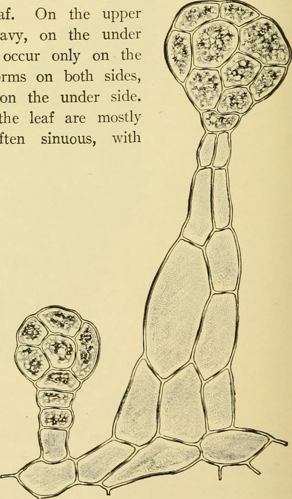 An illustration from The microscopy of vegetable foods, with special reference to the detection of adulteration and the diagnosis of mixtures, 1916, leaf 493