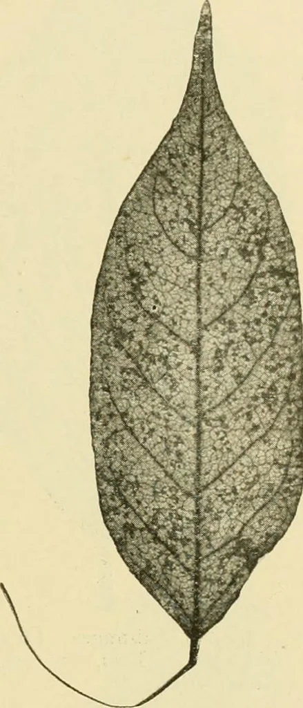 An illustration from The microscopy of vegetable foods, with special reference to the detection of adulteration and the diagnosis of mixtures, 1916, leaf 494