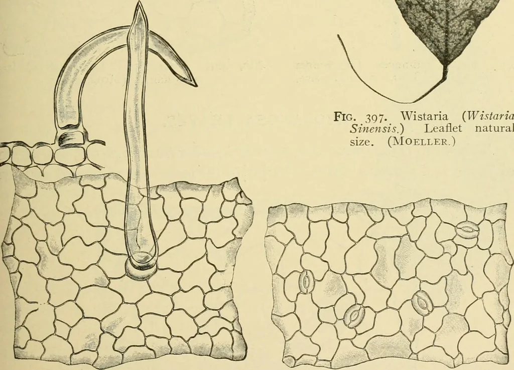 An illustration from The microscopy of vegetable foods, with special reference to the detection of adulteration and the diagnosis of mixtures, 1916, leaf 494