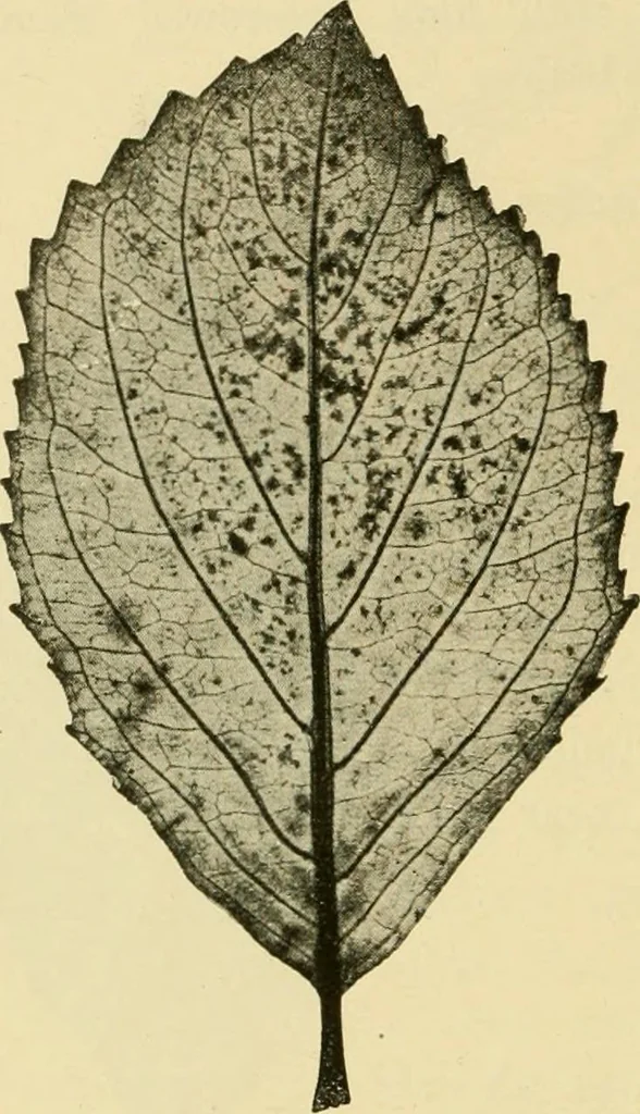 An illustration from The microscopy of vegetable foods, with special reference to the detection of adulteration and the diagnosis of mixtures, 1916, leaf 495
