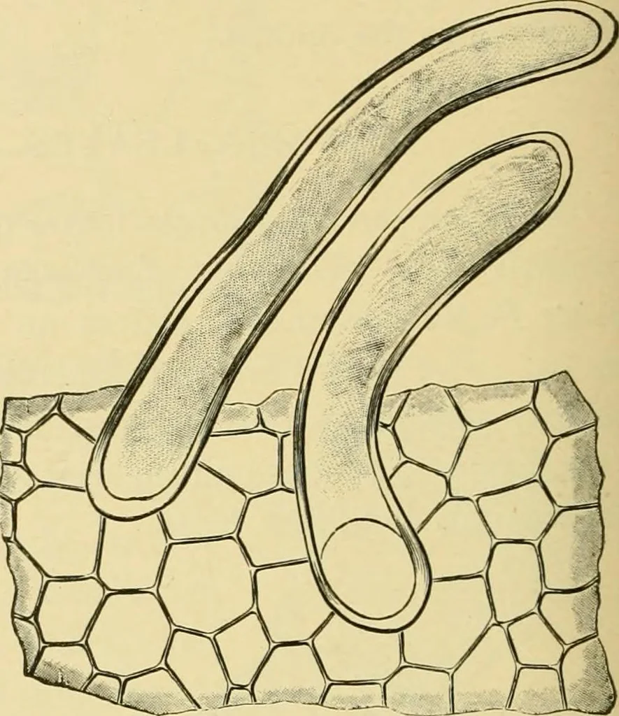 An illustration from The microscopy of vegetable foods, with special reference to the detection of adulteration and the diagnosis of mixtures, 1916, leaf 495