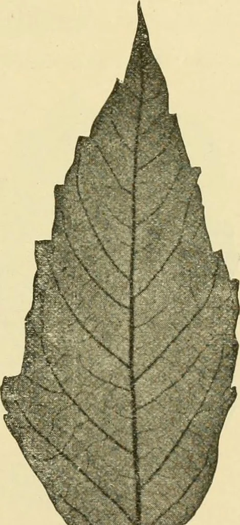 An illustration from The microscopy of vegetable foods, with special reference to the detection of adulteration and the diagnosis of mixtures, 1916, leaf 496