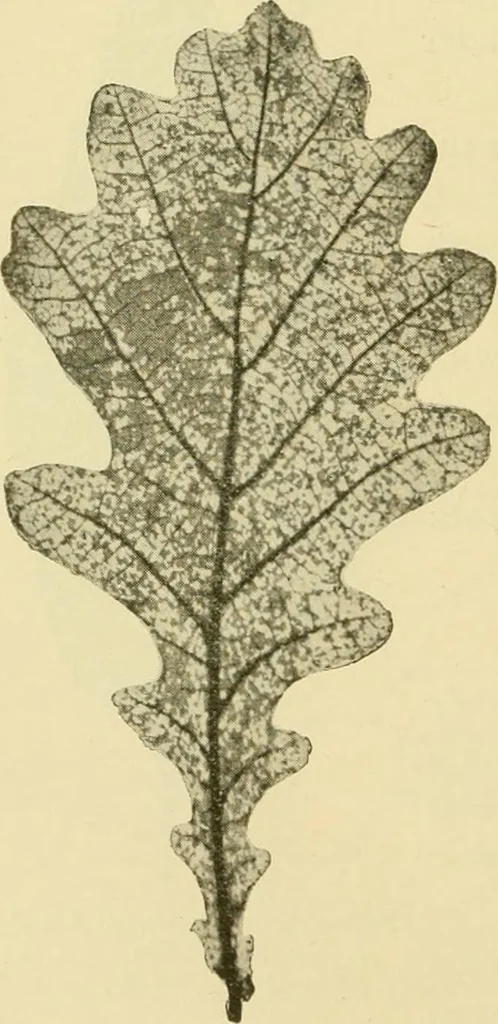 An illustration from The microscopy of vegetable foods, with special reference to the detection of adulteration and the diagnosis of mixtures, 1916, leaf 497