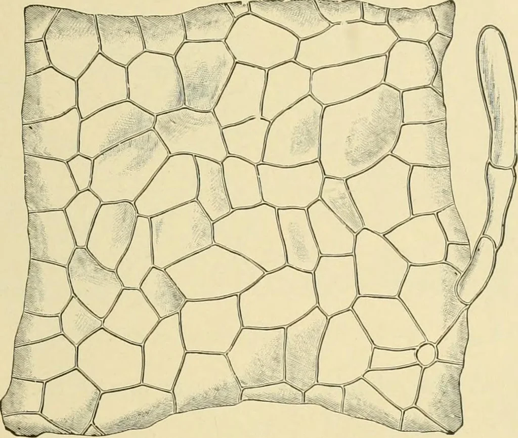 An illustration from The microscopy of vegetable foods, with special reference to the detection of adulteration and the diagnosis of mixtures, 1916, leaf 498