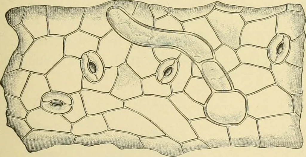 An illustration from The microscopy of vegetable foods, with special reference to the detection of adulteration and the diagnosis of mixtures, 1916, leaf 498
