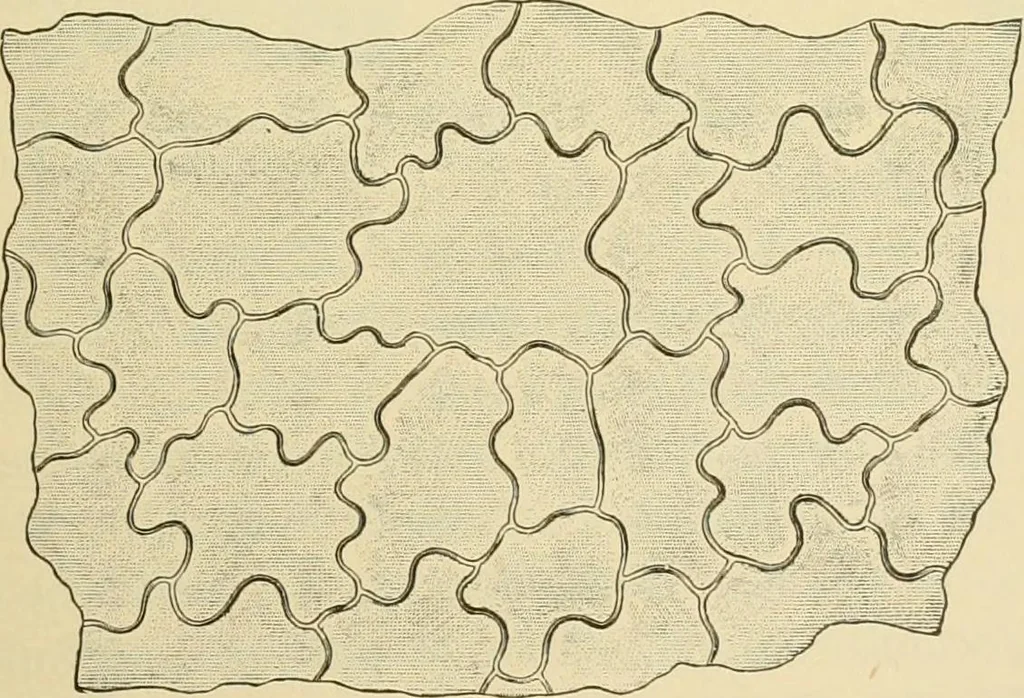 An illustration from The microscopy of vegetable foods, with special reference to the detection of adulteration and the diagnosis of mixtures, 1916, leaf 498