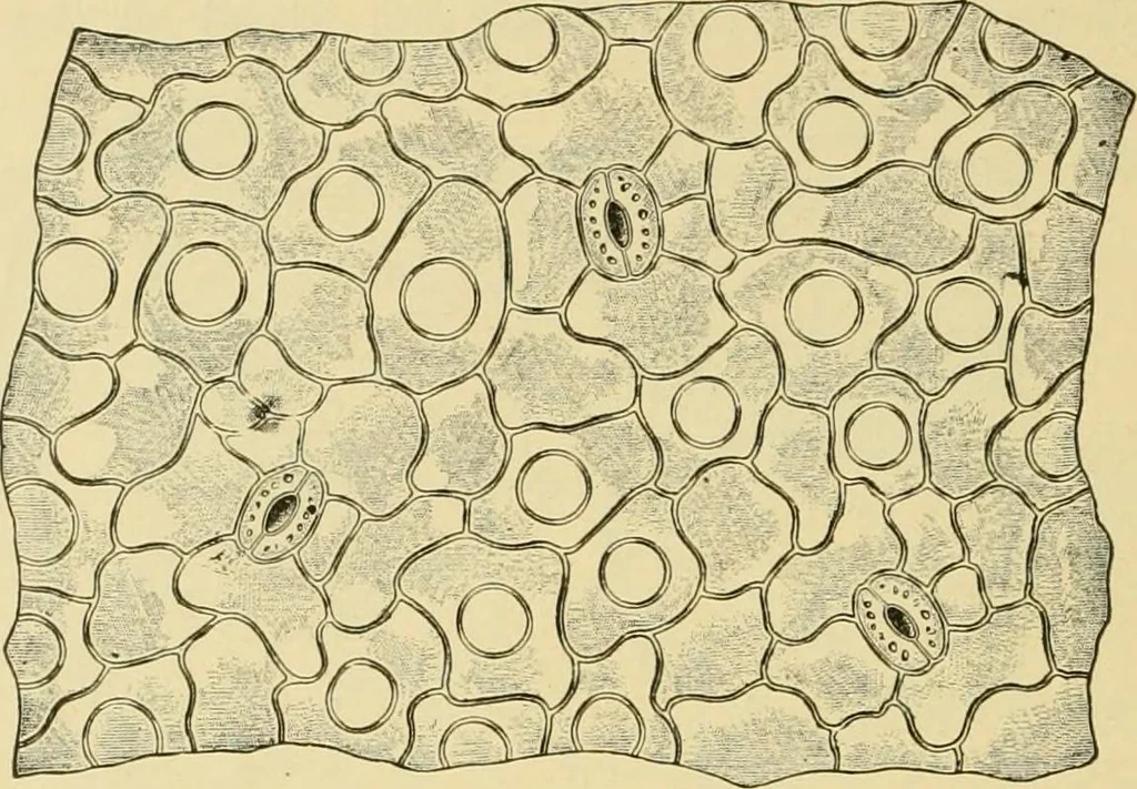An illustration from The microscopy of vegetable foods, with special reference to the detection of adulteration and the diagnosis of mixtures, 1916, leaf 499