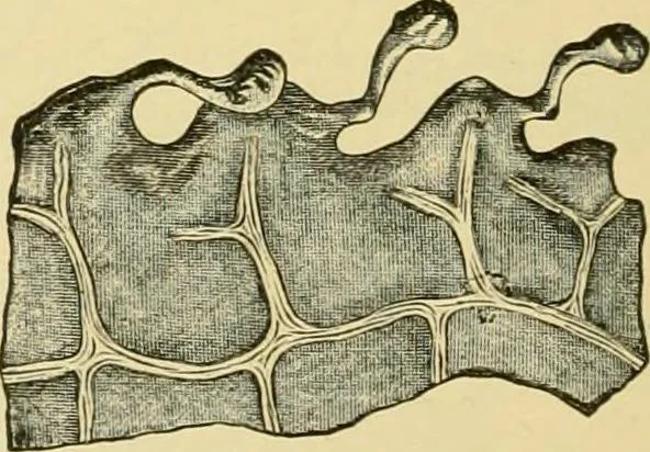 An illustration from The microscopy of vegetable foods, with special reference to the detection of adulteration and the diagnosis of mixtures, 1916, leaf 499