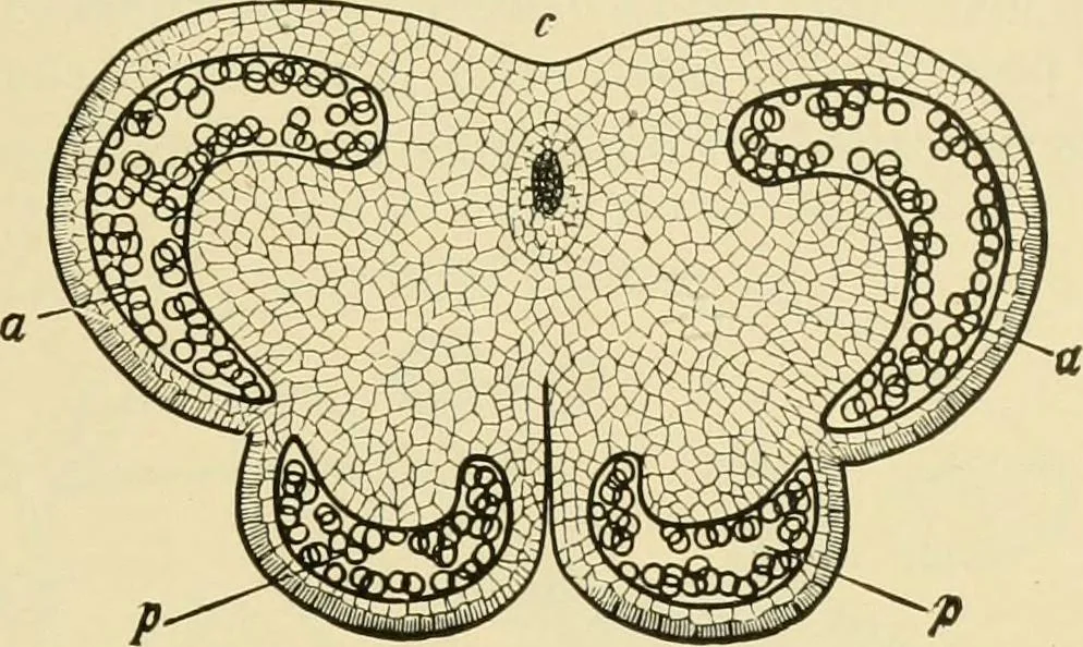 An illustration from The microscopy of vegetable foods, with special reference to the detection of adulteration and the diagnosis of mixtures, 1916, leaf 50