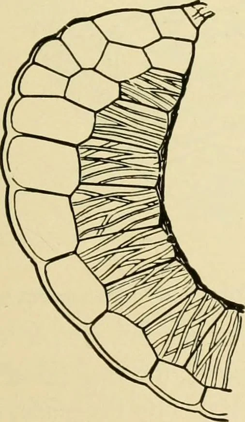 An illustration from The microscopy of vegetable foods, with special reference to the detection of adulteration and the diagnosis of mixtures, 1916, leaf 50