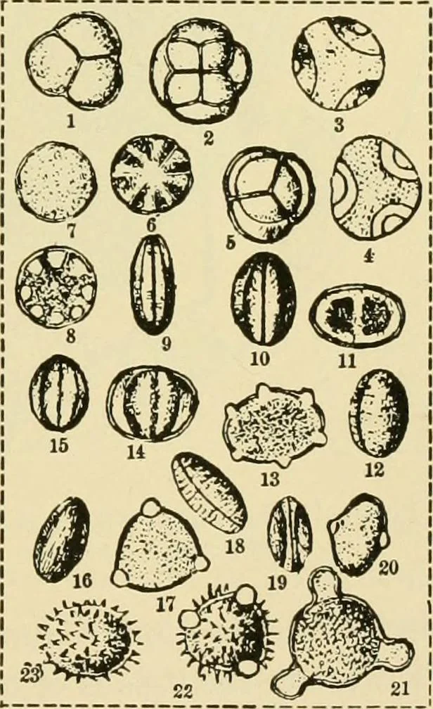 An illustration from The microscopy of vegetable foods, with special reference to the detection of adulteration and the diagnosis of mixtures, 1916, leaf 50