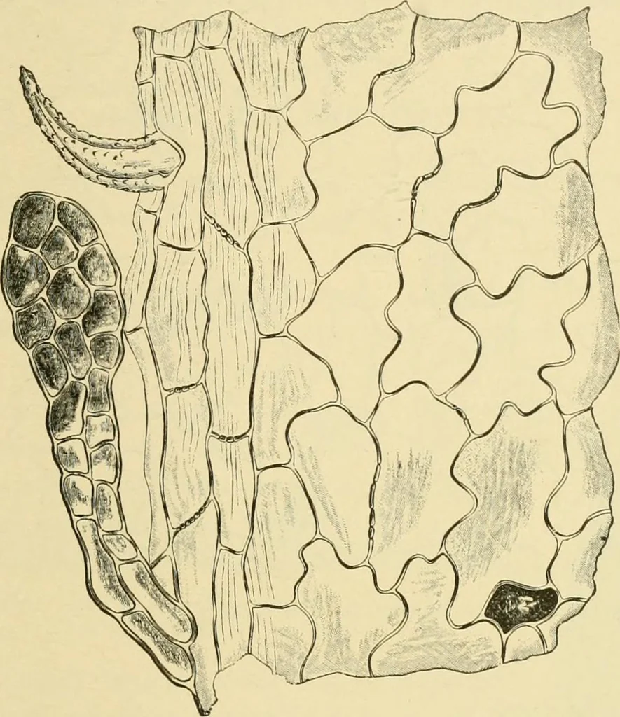 An illustration from The microscopy of vegetable foods, with special reference to the detection of adulteration and the diagnosis of mixtures, 1916, leaf 500