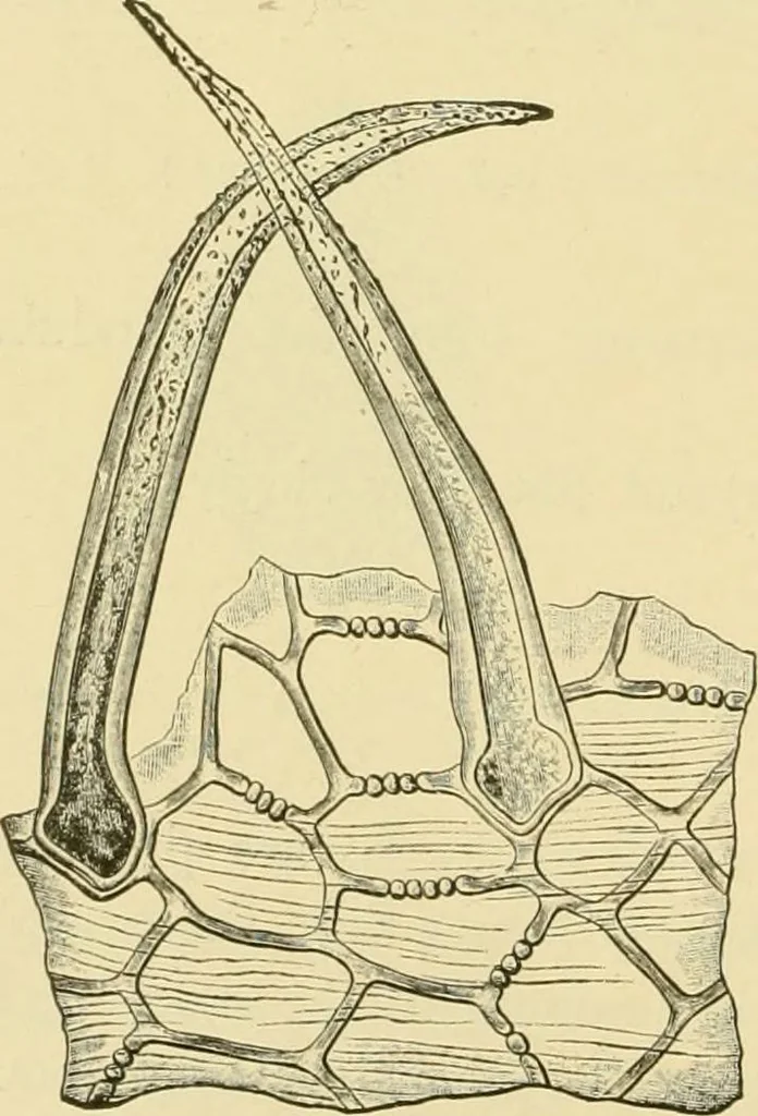 An illustration from The microscopy of vegetable foods, with special reference to the detection of adulteration and the diagnosis of mixtures, 1916, leaf 501