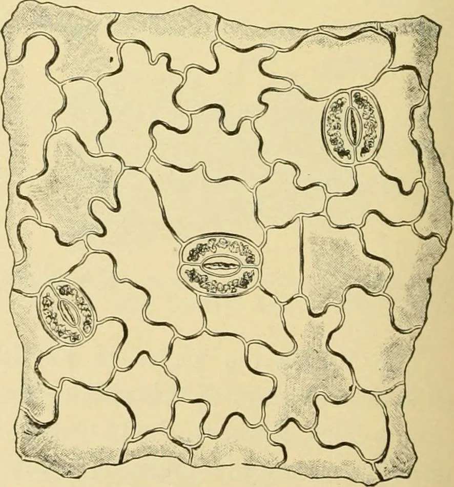 An illustration from The microscopy of vegetable foods, with special reference to the detection of adulteration and the diagnosis of mixtures, 1916, leaf 501