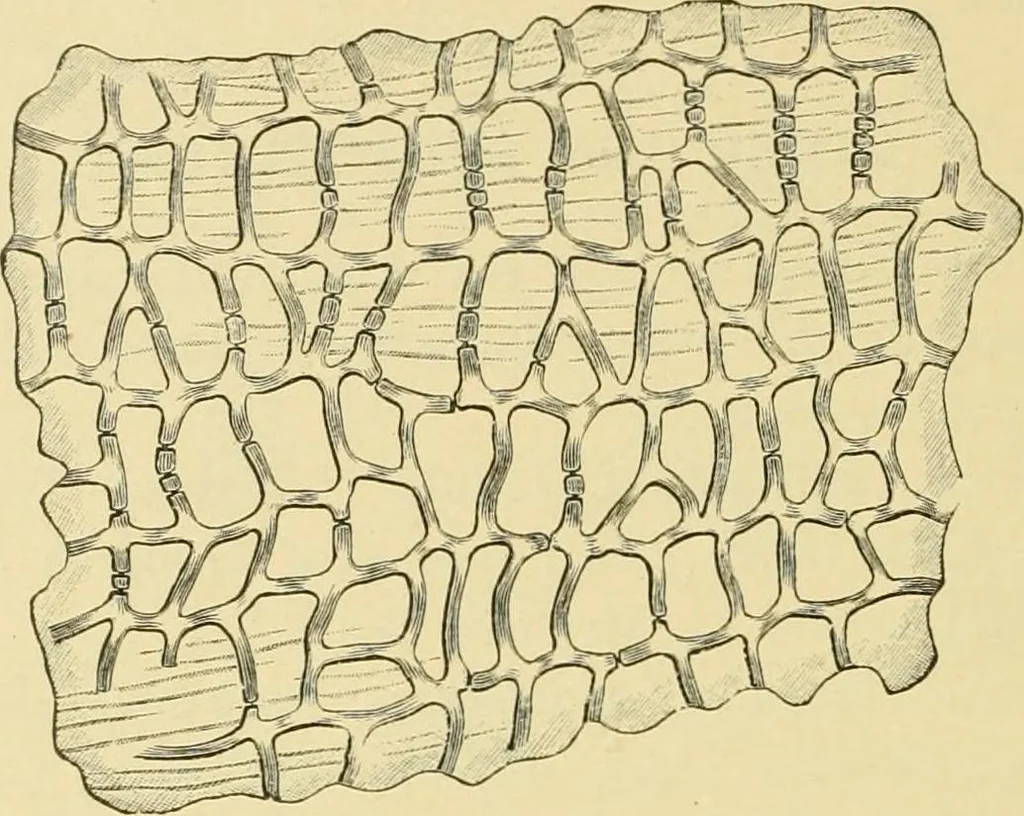 An illustration from The microscopy of vegetable foods, with special reference to the detection of adulteration and the diagnosis of mixtures, 1916, leaf 503