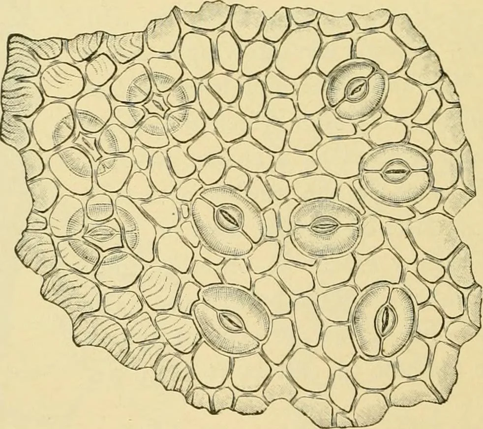 An illustration from The microscopy of vegetable foods, with special reference to the detection of adulteration and the diagnosis of mixtures, 1916, leaf 503