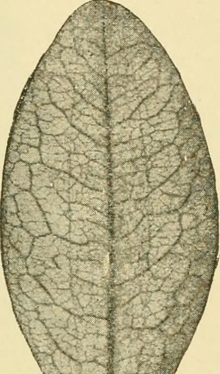 An illustration from The microscopy of vegetable foods, with special reference to the detection of adulteration and the diagnosis of mixtures, 1916, leaf 504