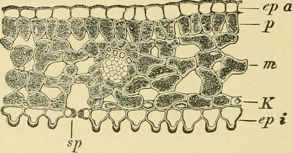 An illustration from The microscopy of vegetable foods, with special reference to the detection of adulteration and the diagnosis of mixtures, 1916, leaf 505