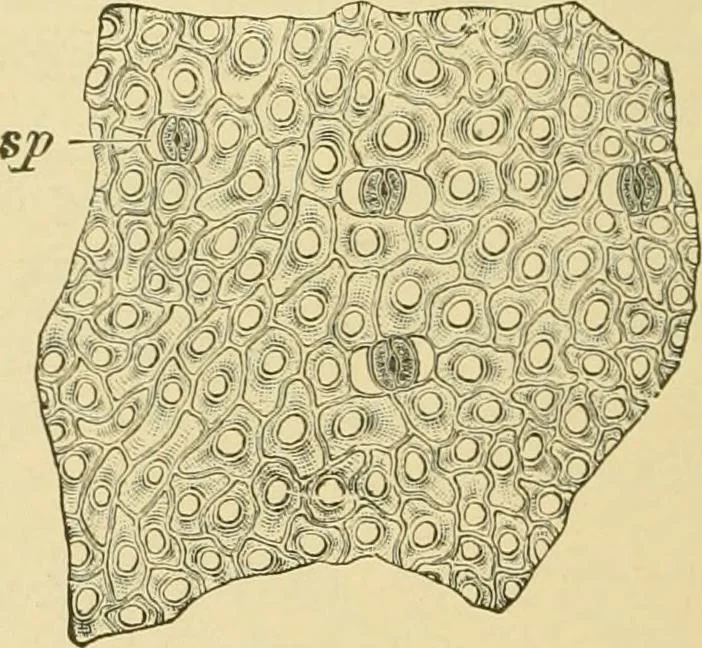 An illustration from The microscopy of vegetable foods, with special reference to the detection of adulteration and the diagnosis of mixtures, 1916, leaf 505