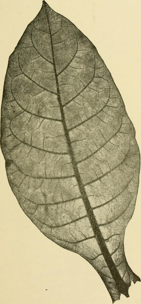 An illustration from The microscopy of vegetable foods, with special reference to the detection of adulteration and the diagnosis of mixtures, 1916, leaf 506