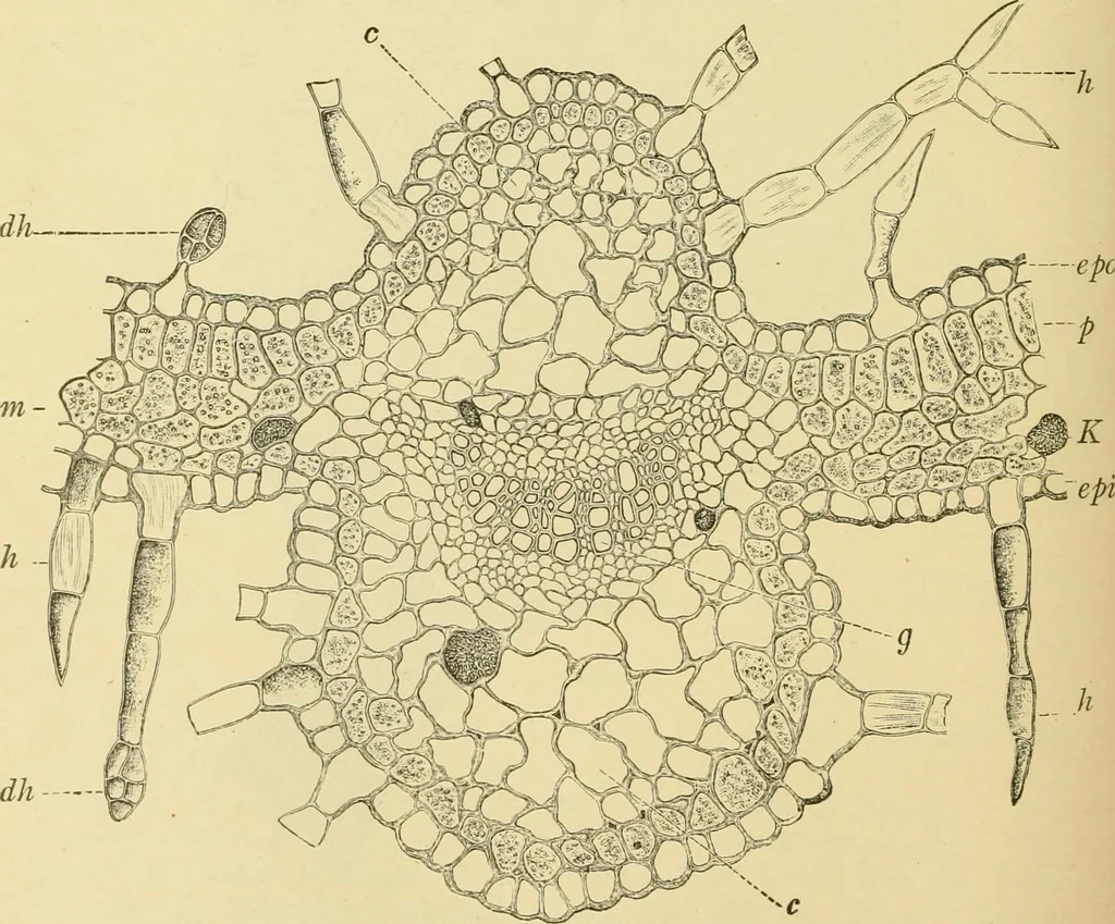 An illustration from The microscopy of vegetable foods, with special reference to the detection of adulteration and the diagnosis of mixtures, 1916, leaf 507