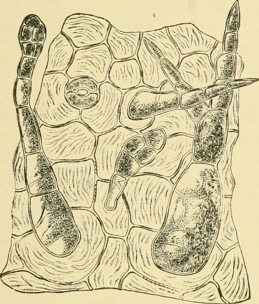 An illustration from The microscopy of vegetable foods, with special reference to the detection of adulteration and the diagnosis of mixtures, 1916, leaf 508