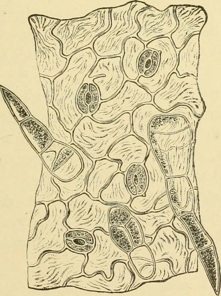 An illustration from The microscopy of vegetable foods, with special reference to the detection of adulteration and the diagnosis of mixtures, 1916, leaf 508