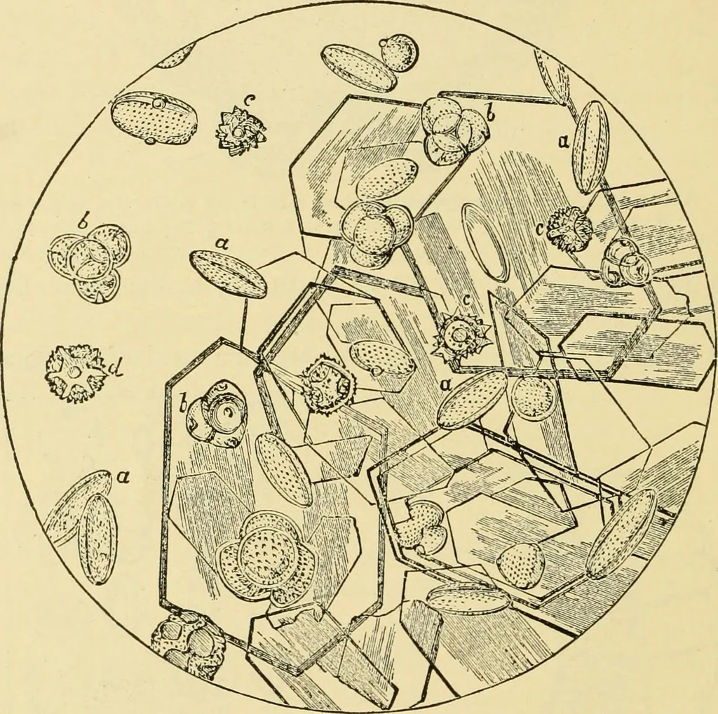 An illustration from The microscopy of vegetable foods, with special reference to the detection of adulteration and the diagnosis of mixtures, 1916, leaf 51
