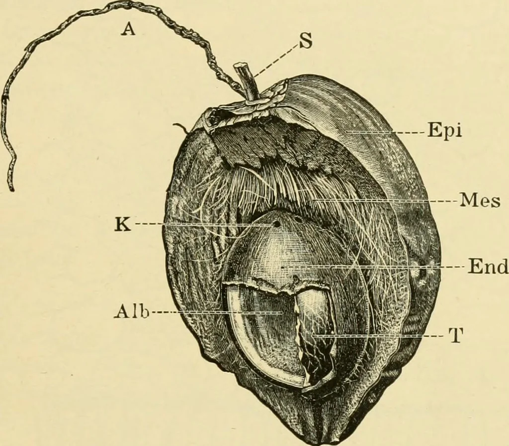 An illustration from The microscopy of vegetable foods, with special reference to the detection of adulteration and the diagnosis of mixtures, 1916, leaf 52