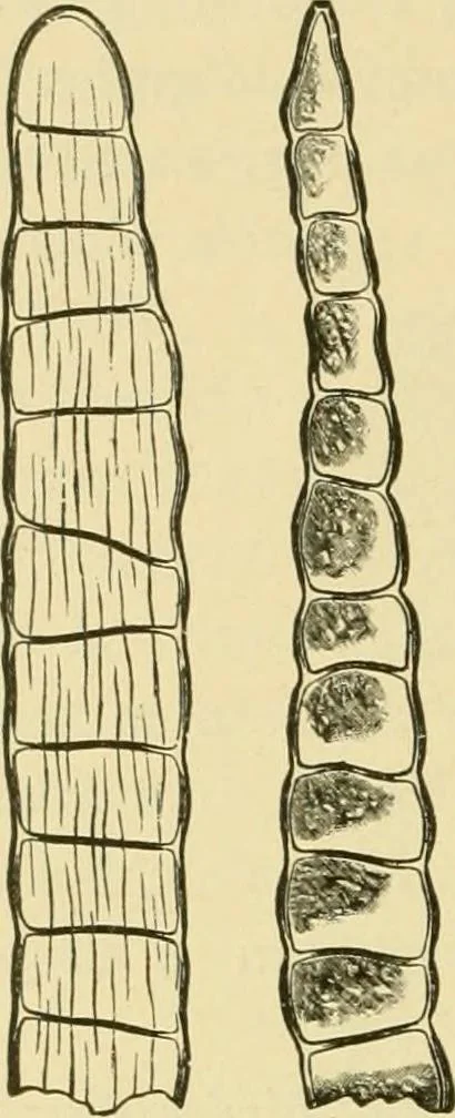 An illustration from The microscopy of vegetable foods, with special reference to the detection of adulteration and the diagnosis of mixtures, 1916, leaf 527