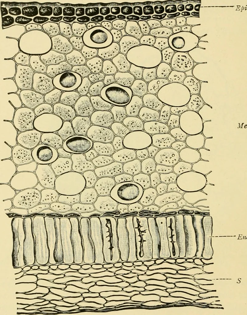 An illustration from The microscopy of vegetable foods, with special reference to the detection of adulteration and the diagnosis of mixtures, 1916, leaf 53