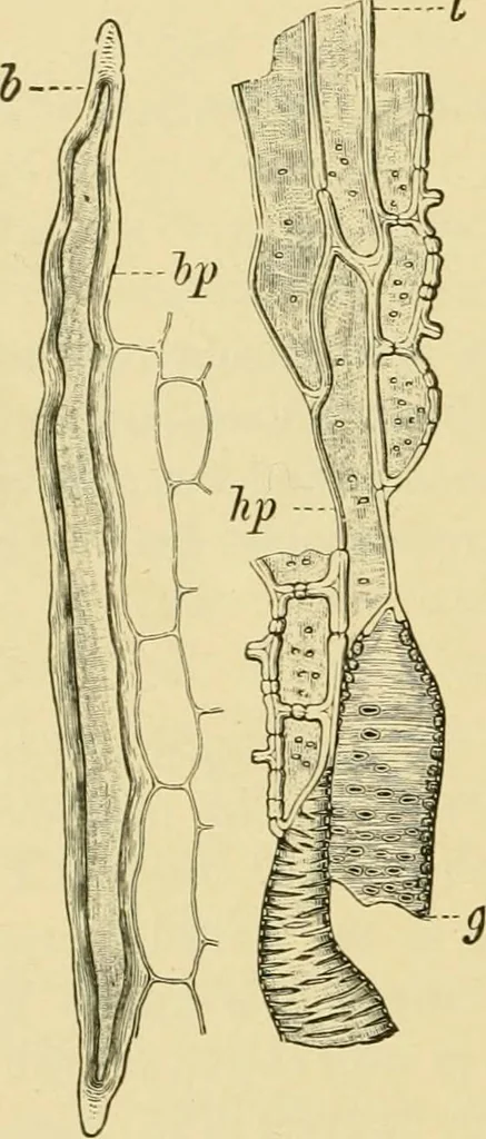 An illustration from The microscopy of vegetable foods, with special reference to the detection of adulteration and the diagnosis of mixtures, 1916, leaf 535