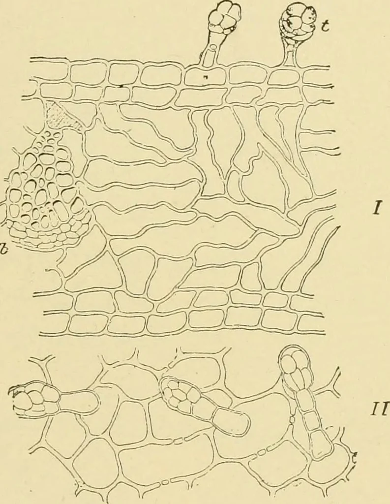 An illustration from The microscopy of vegetable foods, with special reference to the detection of adulteration and the diagnosis of mixtures, 1916, leaf 536