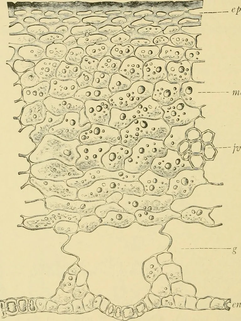 An illustration from The microscopy of vegetable foods, with special reference to the detection of adulteration and the diagnosis of mixtures, 1916, leaf 537