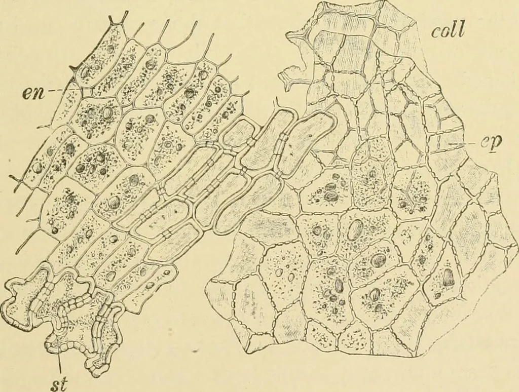An illustration from The microscopy of vegetable foods, with special reference to the detection of adulteration and the diagnosis of mixtures, 1916, leaf 538